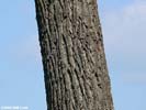 Bark of Juglans nigra
