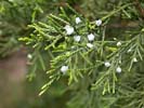 Female cones of Juniperus virginiana