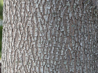 Bark of Koelreuteria bipinnata