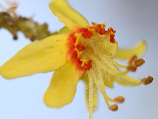 Flowers of Koelreuteria bipinnata