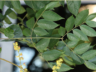 Leaf of Koelreuteria bipinnata