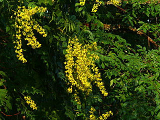 Flowers of Koelreuteria paniculata