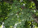 Leaves of Koelreuteria paniculata