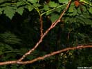 Twig of Koelreuteria paniculata