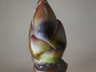 Twig of Liquidambar styraciflua