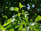 Leaves of Magnolia acuminata