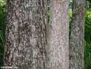 Bark of Magnolia acuminata