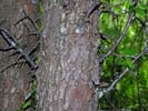 Bark of Malus angustifolia