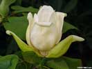 Flower of Magnolia fraseri