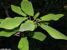 Leaves of Magnolia fraseri