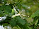 Flower of Magnolia fraseri