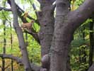 Bark of Magnolia fraseri
