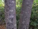 Bark of Magnolia fraseri