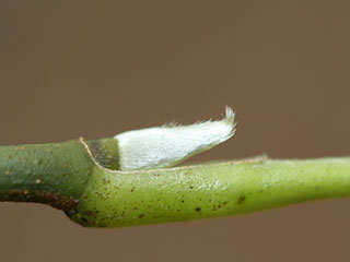 Terminal bud of Magnolia acuminata