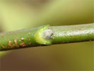 Leaf scar and axillary bud of Magnolia acuminata