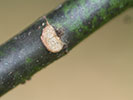 Leaf scar of Magnolia grandiflora