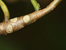 Leaf scars of Magnolia tripetala