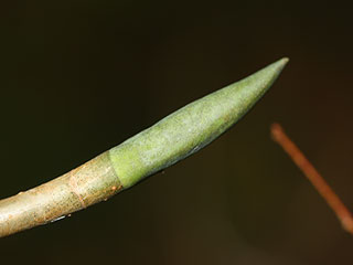 Terminal bud of Magnolia tripetala