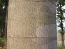 Bark of Magnolia grandiflora