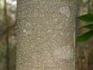 Bark of Magnolia grandiflorai