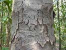 Bark of Magnolia grandiflora