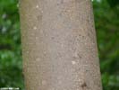 Bark of Magnolia macrophylla
