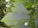 Leaves of Magnolia macrophylla