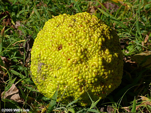Fruit of Maclura pomifera