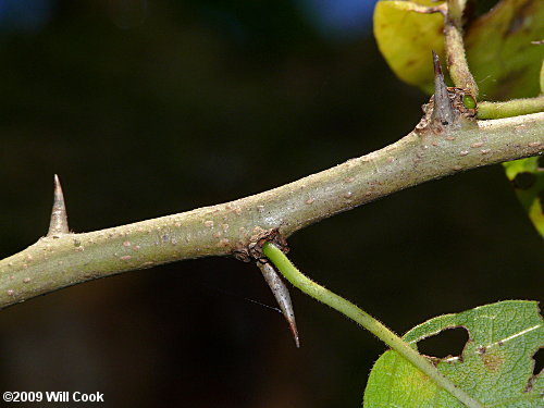 Twig of Maclura pomifera