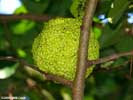 Fruit of Maclura pomifera