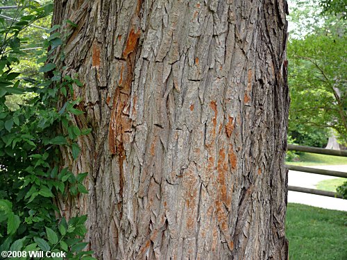 Bark of Maclura pomifera