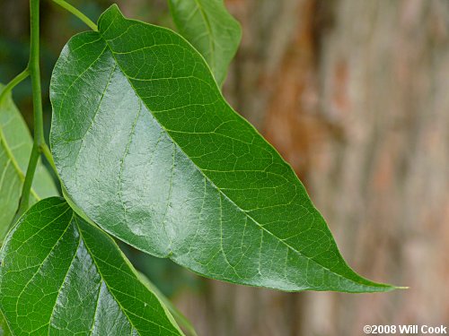Leaves of Maclura pomifera