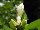 Flower of Magnolia tripetala