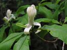 Flower of Magnolia tripetala