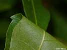 Leaves of Morella cerifera