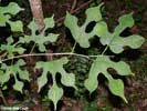Leaves of Morus rubra
