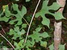 Leaves of Morus rubra
