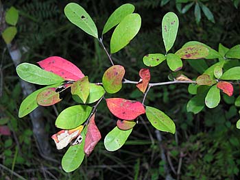 Leaves of Nyssa biflora