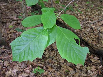 Leaves of Nyssa sylvatica