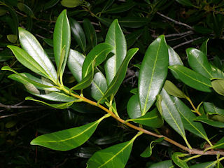 Leaves of Cartrema americanum
