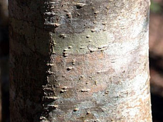 Bark of Cartrema americanum