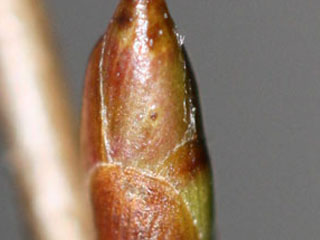 Leaf bud of Ostyra virginiana