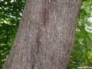 Bark of Ostrya virginiana