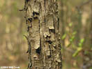 Bark of Ostrya virginiana