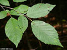 Leaves of Ostrya virginiana