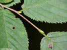 Leaves of Ostrya virginiana