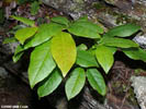 Leaves of Oxydendrum arboreum
