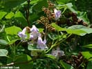 Flowers of Paulownia tomentosa