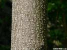 Bark of Paulownia tomentosa