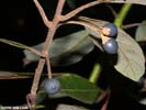 Drupes of Persea palustris